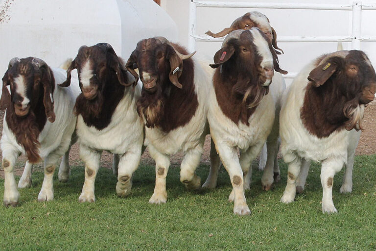 boer-goat-kle-5-768x512