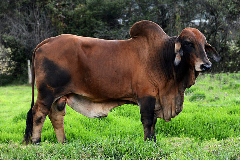 brown-brahman-cattle-1-768x512