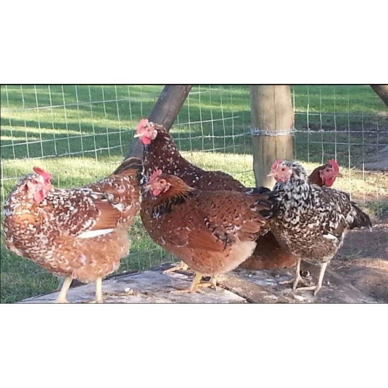 fertile-eggs-boschvelder