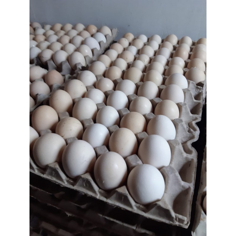 ross-308-fertile-broiler-eggs