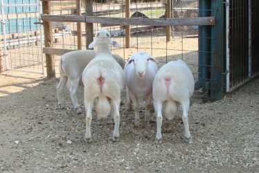 sh2-q3kni1mqsqpl73uyyuxv8nbmbo81ro55f5ac7etwec (1)